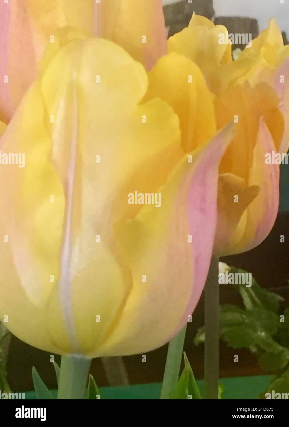 Tulpen mit gelben und rosa Blütenblätter eine enge von zwei Blütenköpfe - Smartphone-aufgenommenes Stockfoto