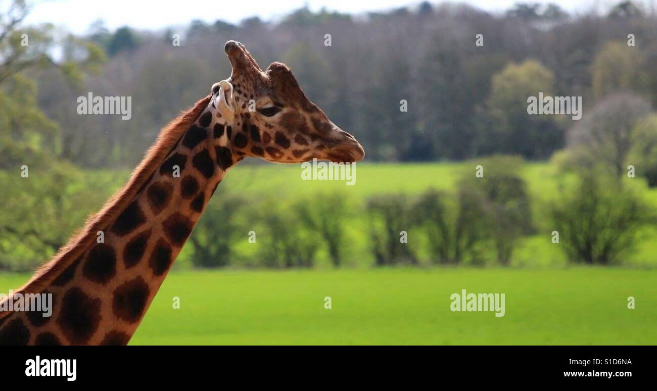 Giraffe in der Sonne - Smartphone-aufgenommenes Stockfoto