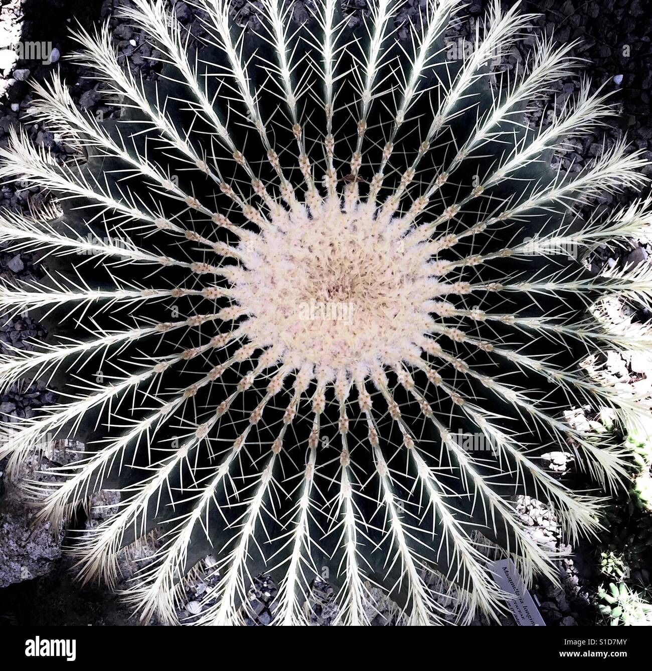 Barrel Cactus von Top, schöne Symmetrie aus gesehen Stockfoto