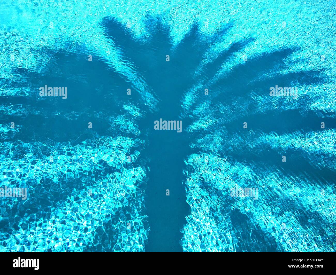 Palm Tree Schatten in einem Schwimmbad Stockfoto