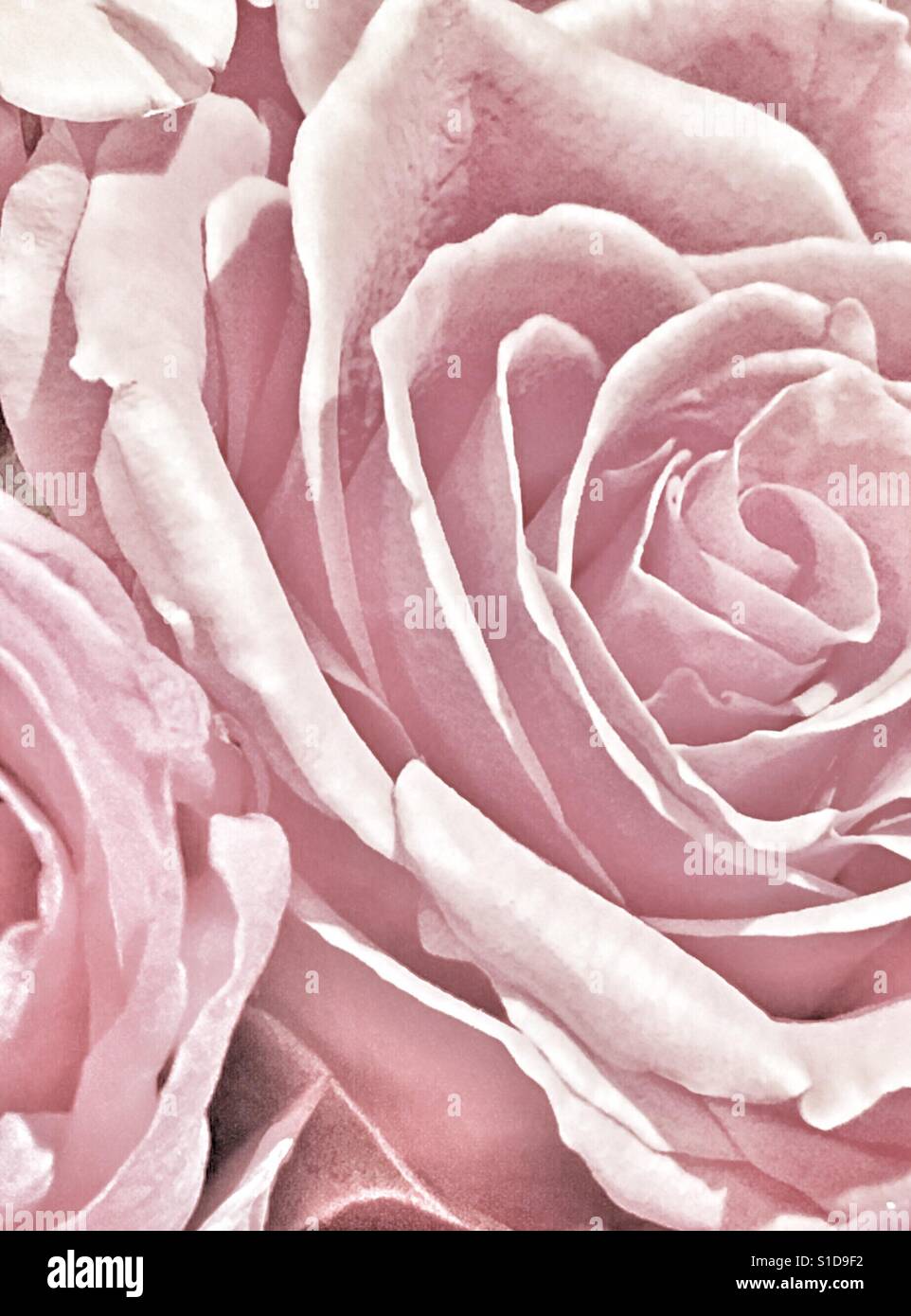 Rosa rose Stockfoto