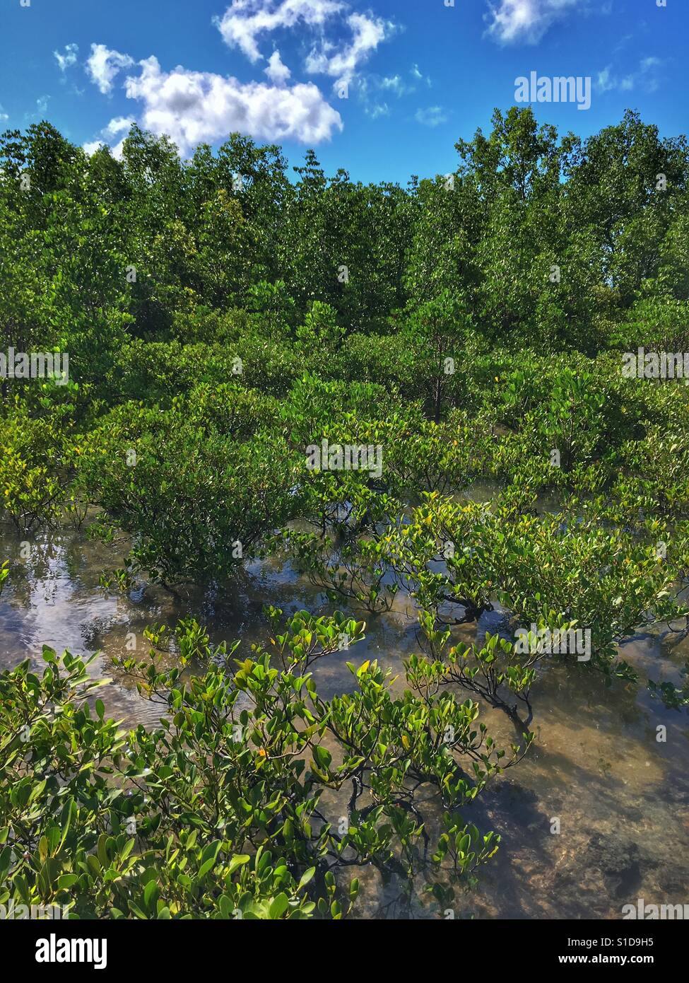 Mangroven in der Nähe der Stadt Darwin im Northern Territory von Australien. Stockfoto