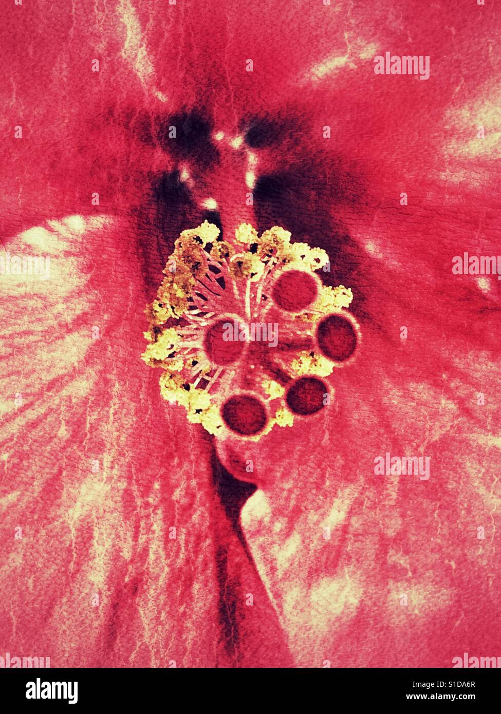 Hibiskus, rote Blume detail - Smartphone-aufgenommenes Stockfoto