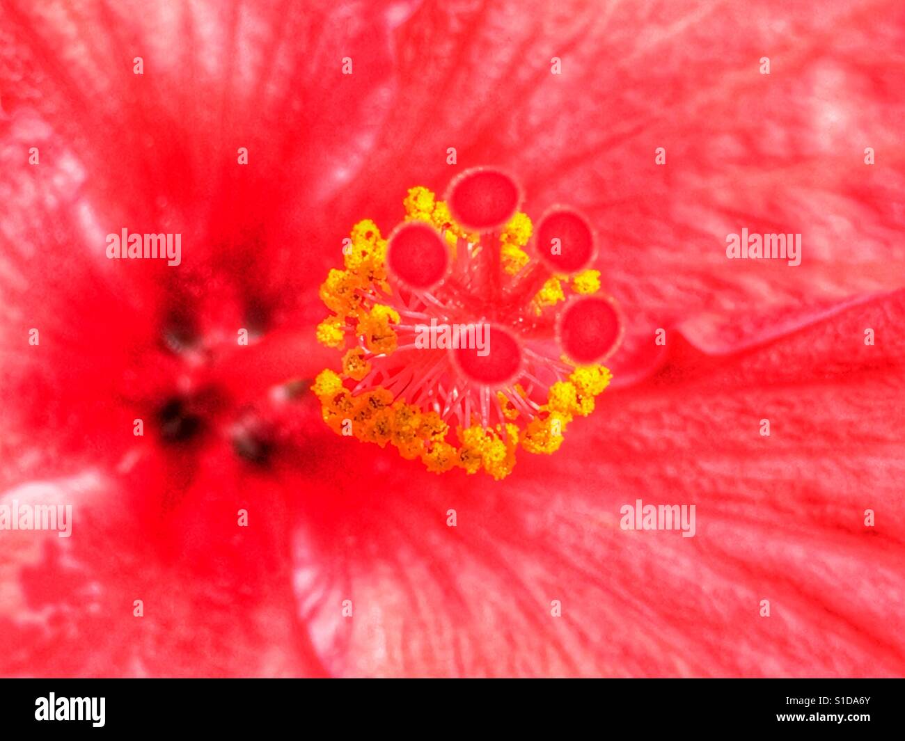 Hibiskus, Blume Detail, Staubblätter und Stigmatisierung - Smartphone-aufgenommenes Stockfoto