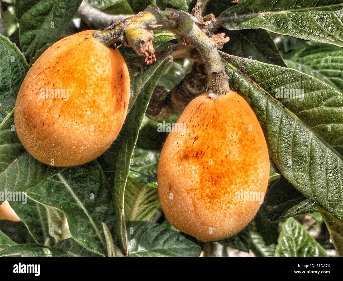 Nisperos, auch bekannt als Loquat oder Mispeln, Reifung auf Baum in Spanien. - Smartphone-aufgenommenes Stockfoto