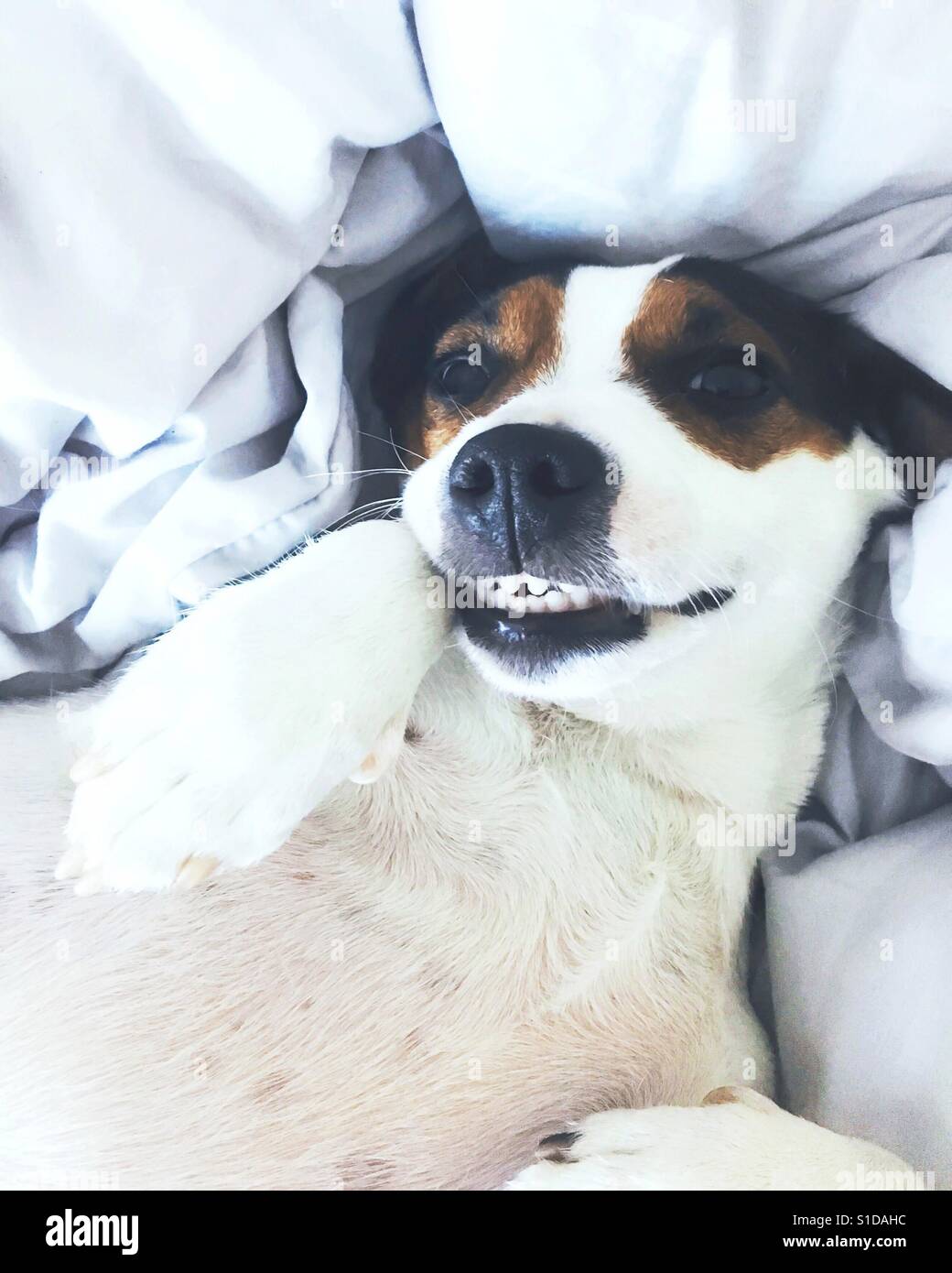 Porträt von Jack Russel Terrier Hund liegend auf dem Rücken im Bett an einem hellen Morgen lächelnd hautnah. Platz für Kopie. - Smartphone-aufgenommenes Stockfoto
