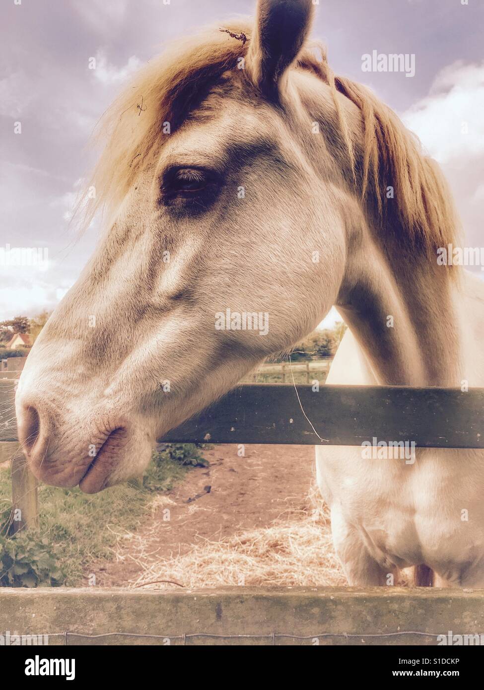 White horse - Smartphone-aufgenommenes Stockfoto