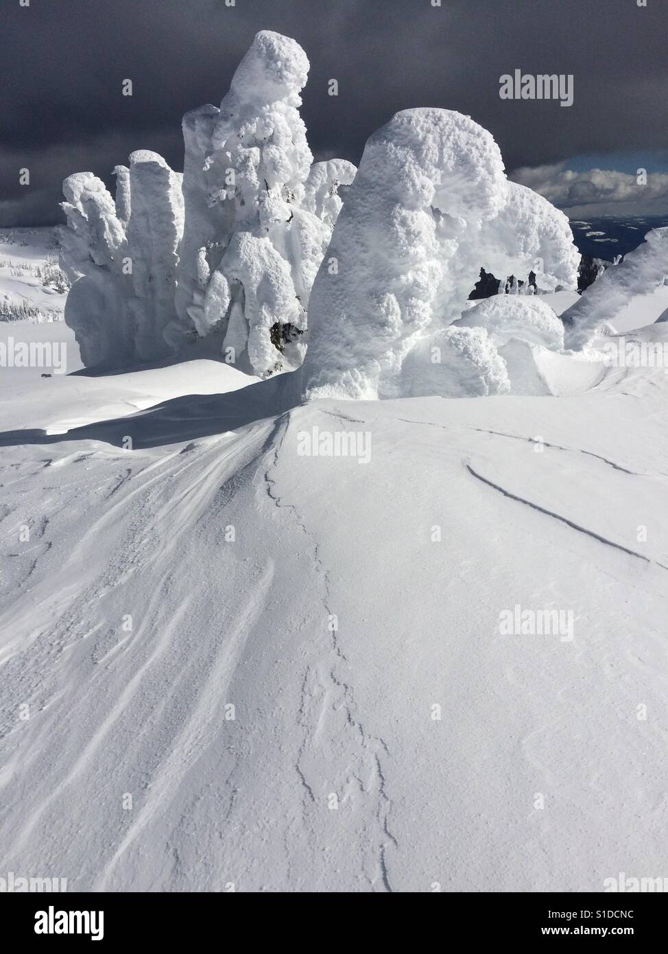 Am Anfang der Welt. Baumkronen ragte aus den tiefen Schnee auf dem Gipfel eines Berges. Vom langen kanadischen Winter überstanden. Stockfoto