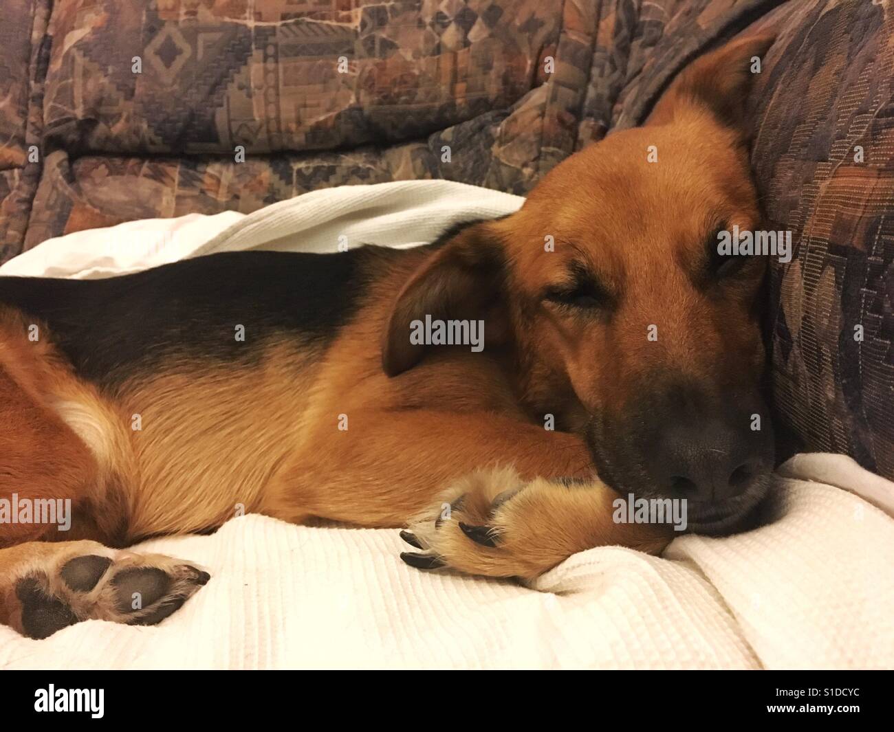 Hund auf couch - Smartphone-aufgenommenes Stockfoto