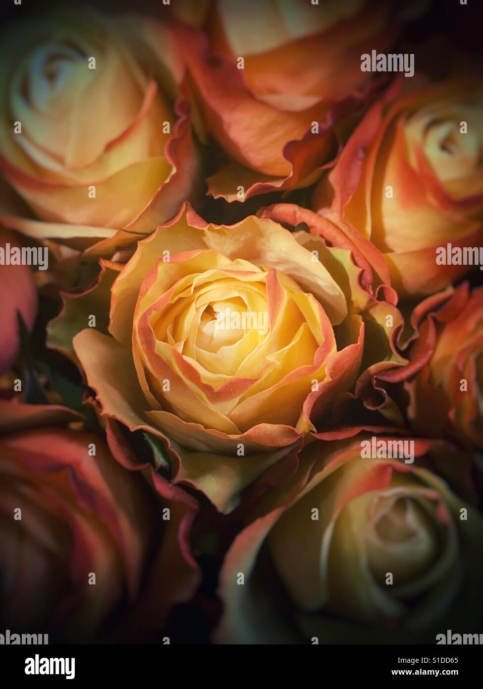 Schönen Rosenstrauß Stockfoto