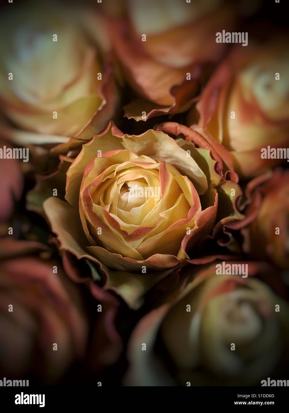 Schöne Rosen Stockfoto