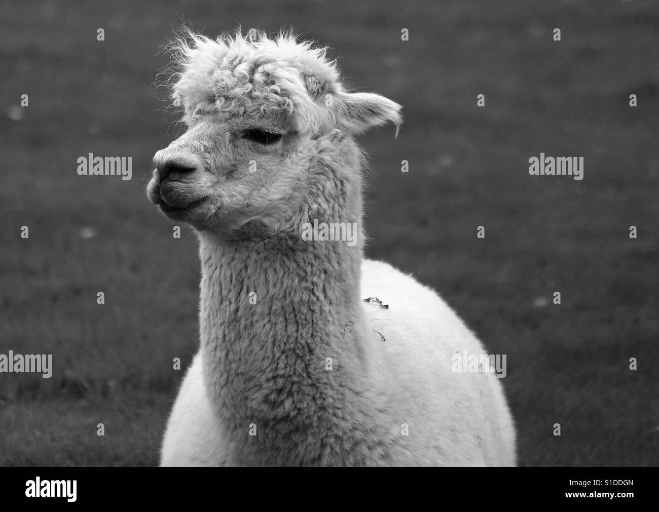 Alpaka-Portrait - Smartphone-aufgenommenes Stockfoto