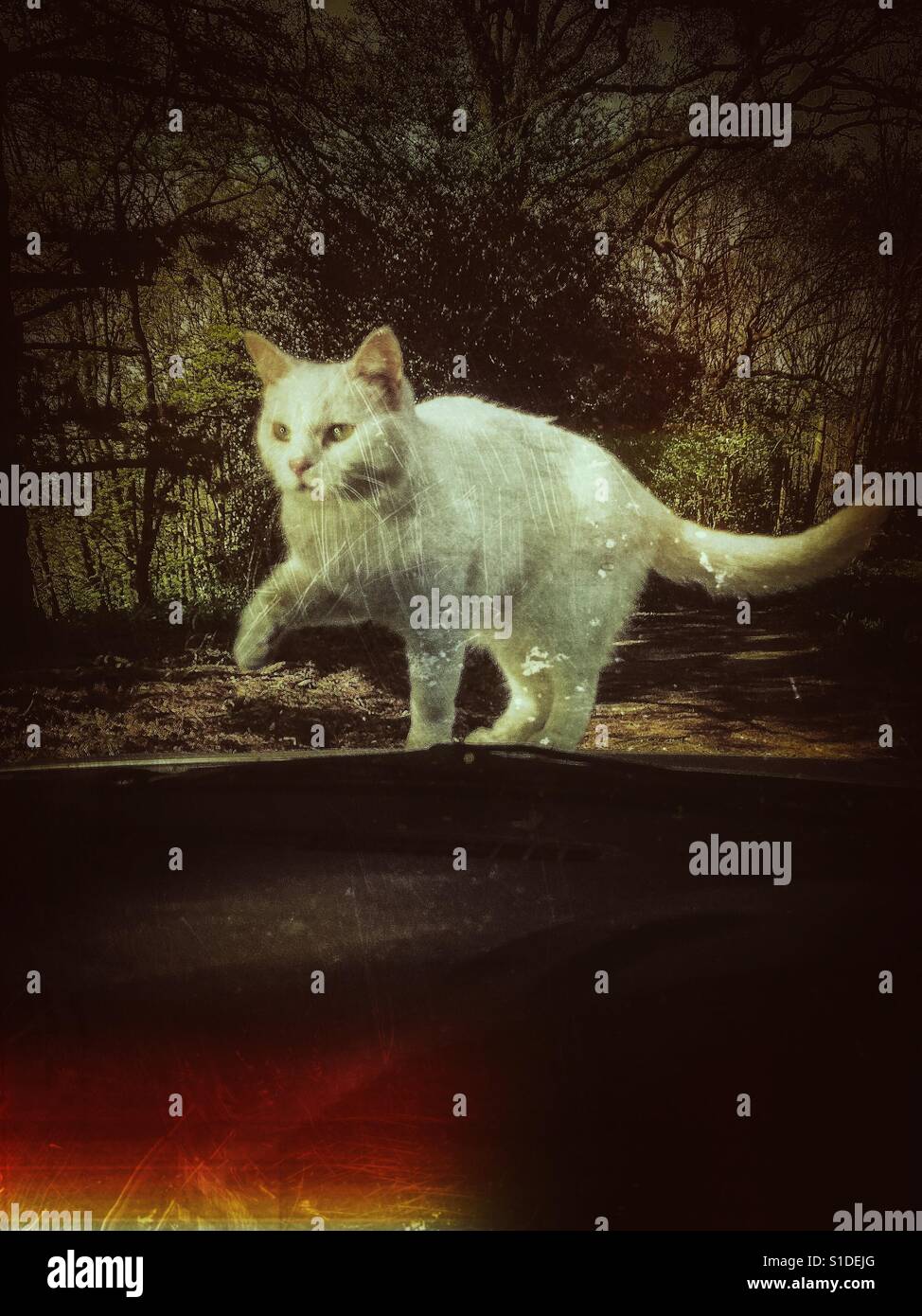 Katze auf der Motorhaube, Windschutzscheibe durchschaut. - Smartphone-aufgenommenes Stockfoto