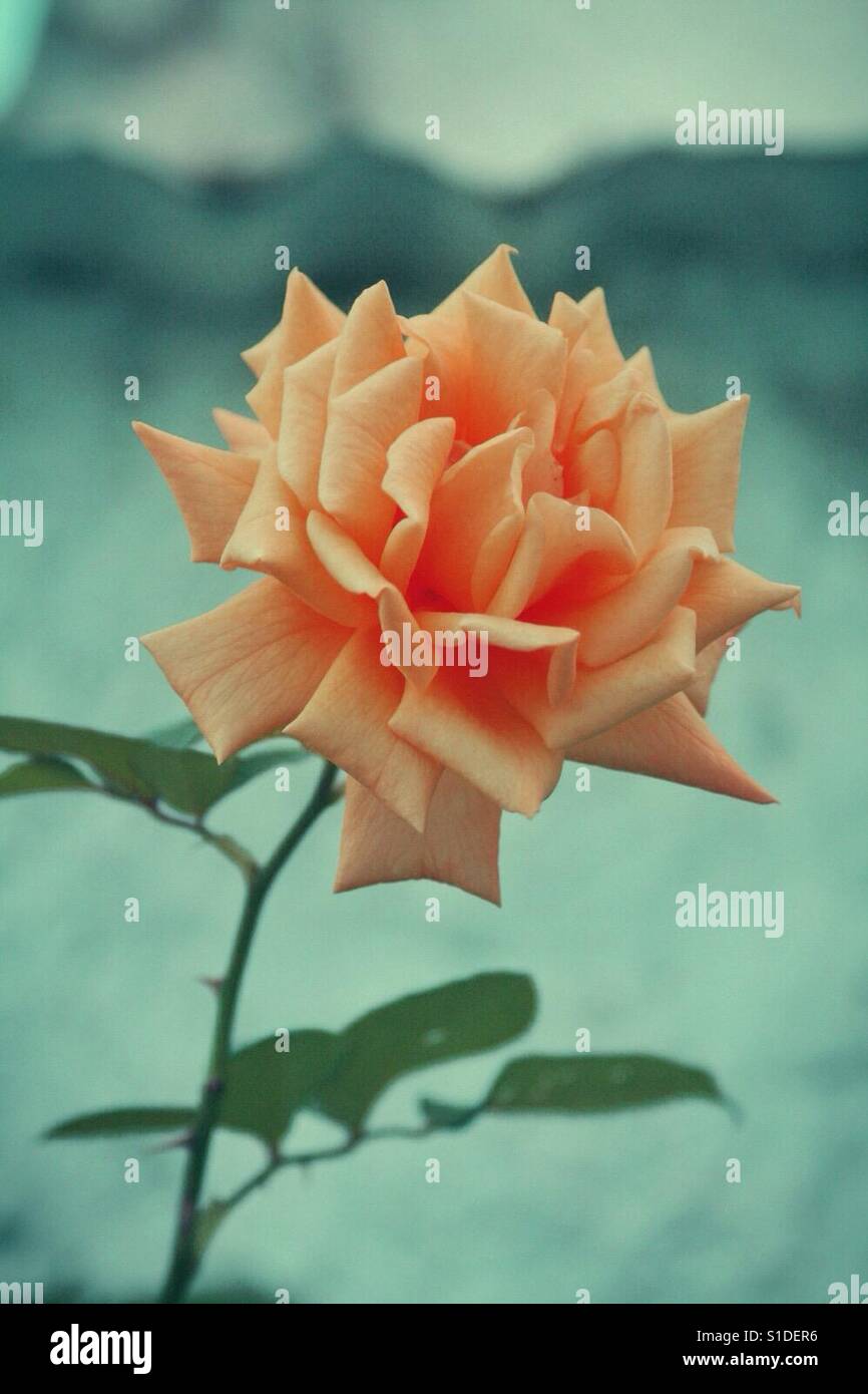 Eine rose - Smartphone-aufgenommenes Stockfoto