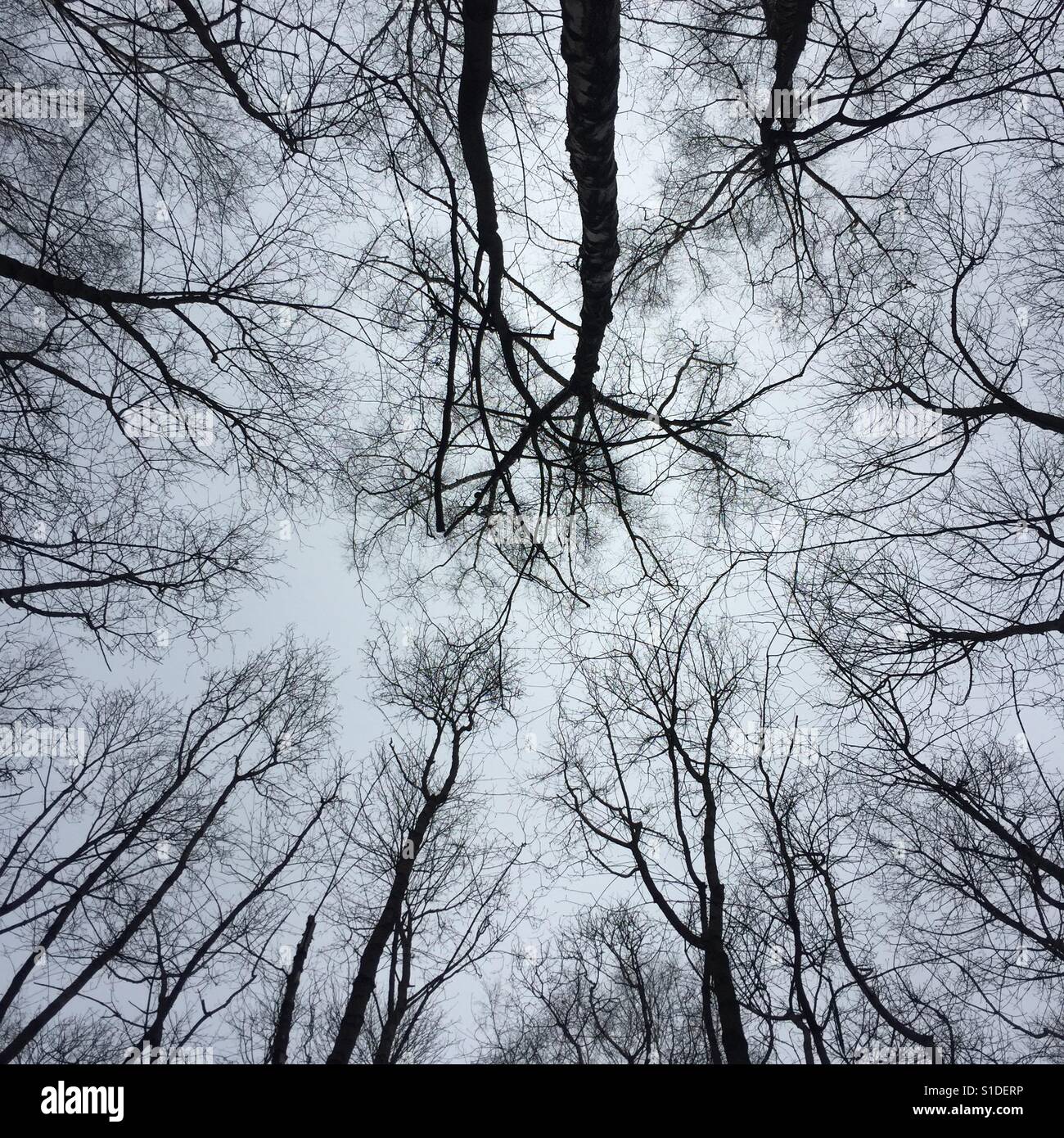 Blick von unten nach oben auf ein Spinnennetz der Äste - Smartphone-aufgenommenes Stockfoto