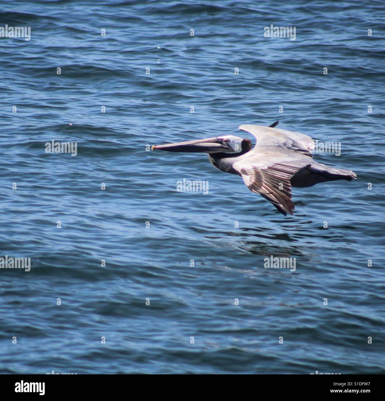 Fliegenden Pelikan Stockfoto