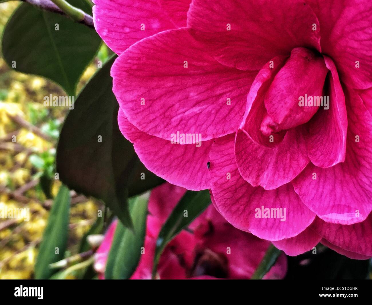 Rosa Kamelien im Frühjahr. Stockfoto