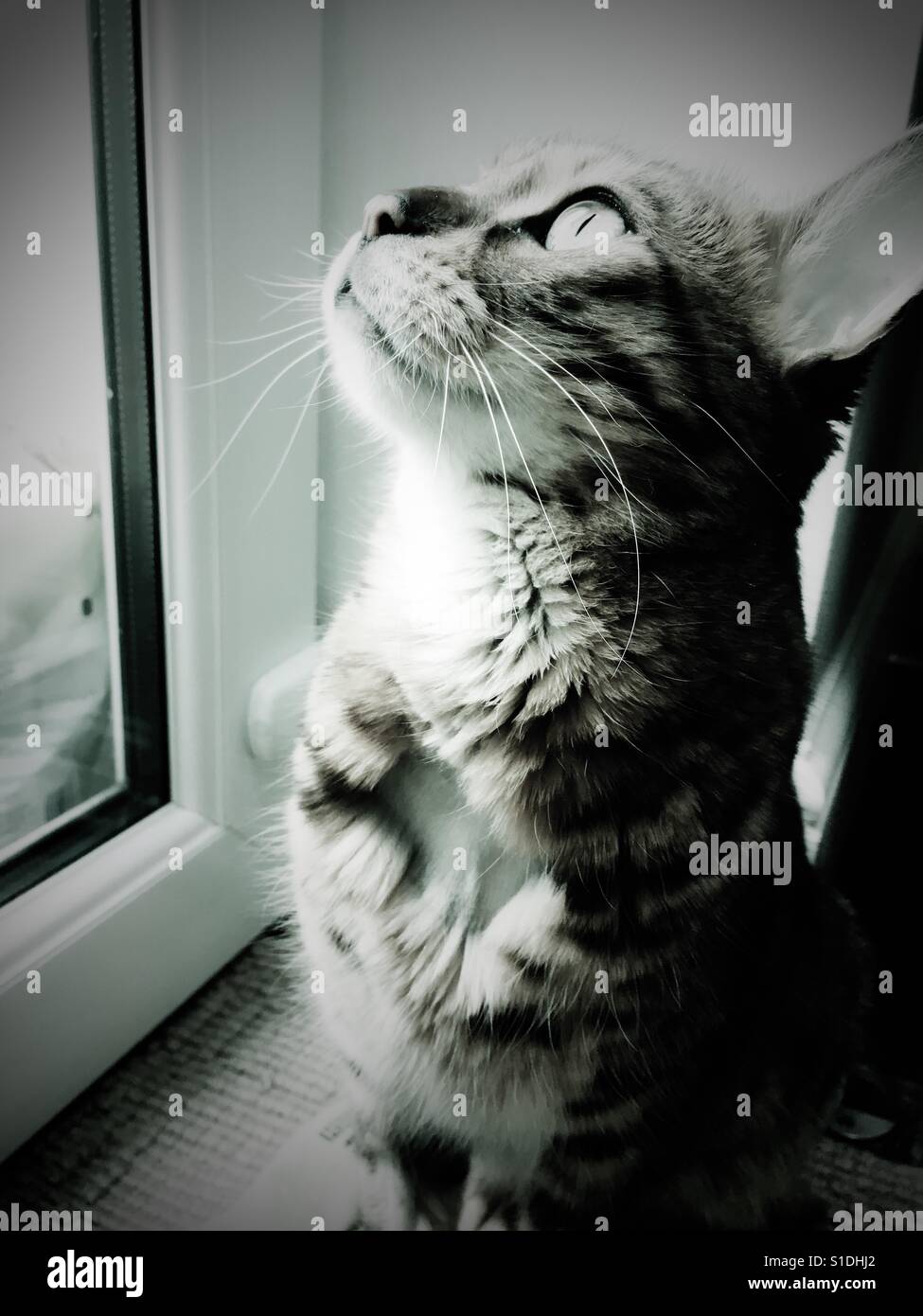 Eine Bengal-Katze, die Unwohlsein suchen bis in den Himmel durch das Fenster wurde Stockfoto