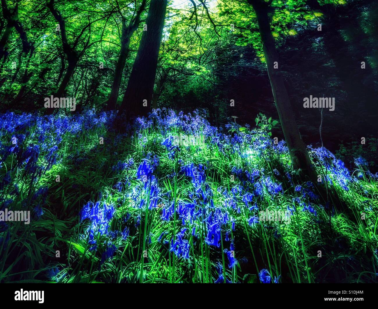 Ein Bluebell Holz in Kent. - Smartphone-aufgenommenes Stockfoto