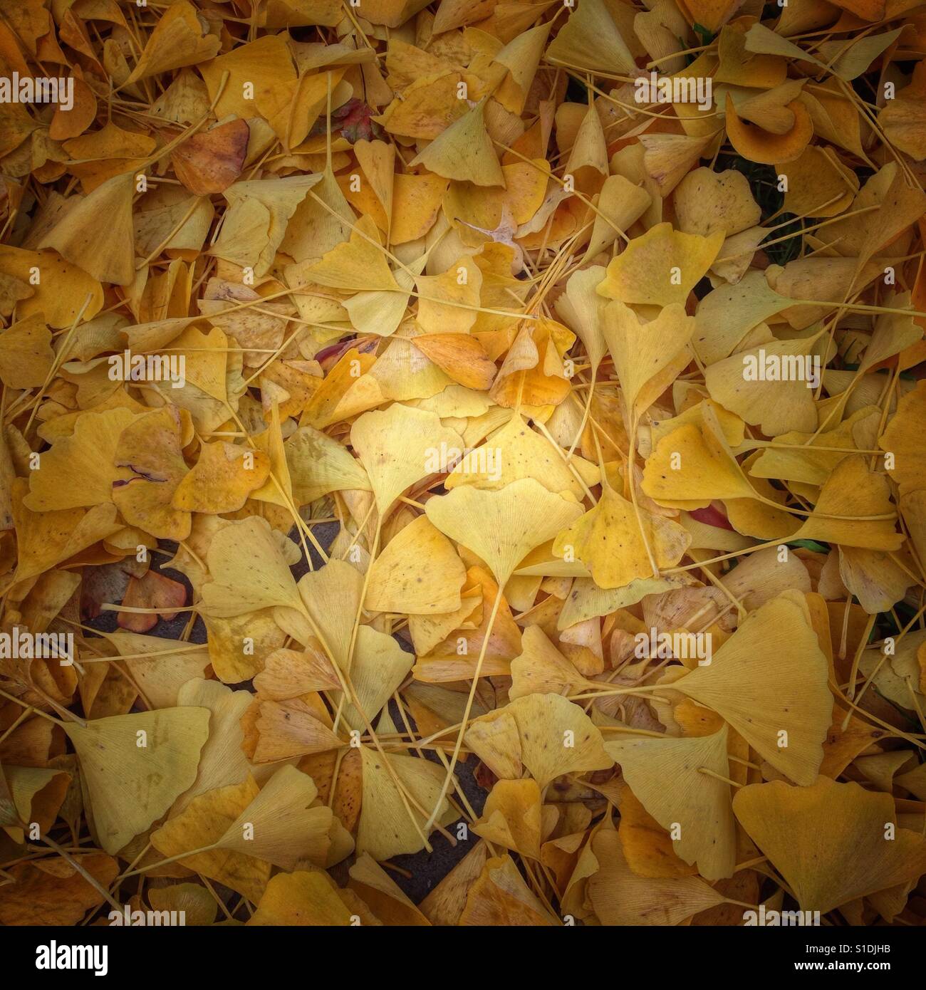 Stapel aus Ginkgo-Blättern Stockfoto