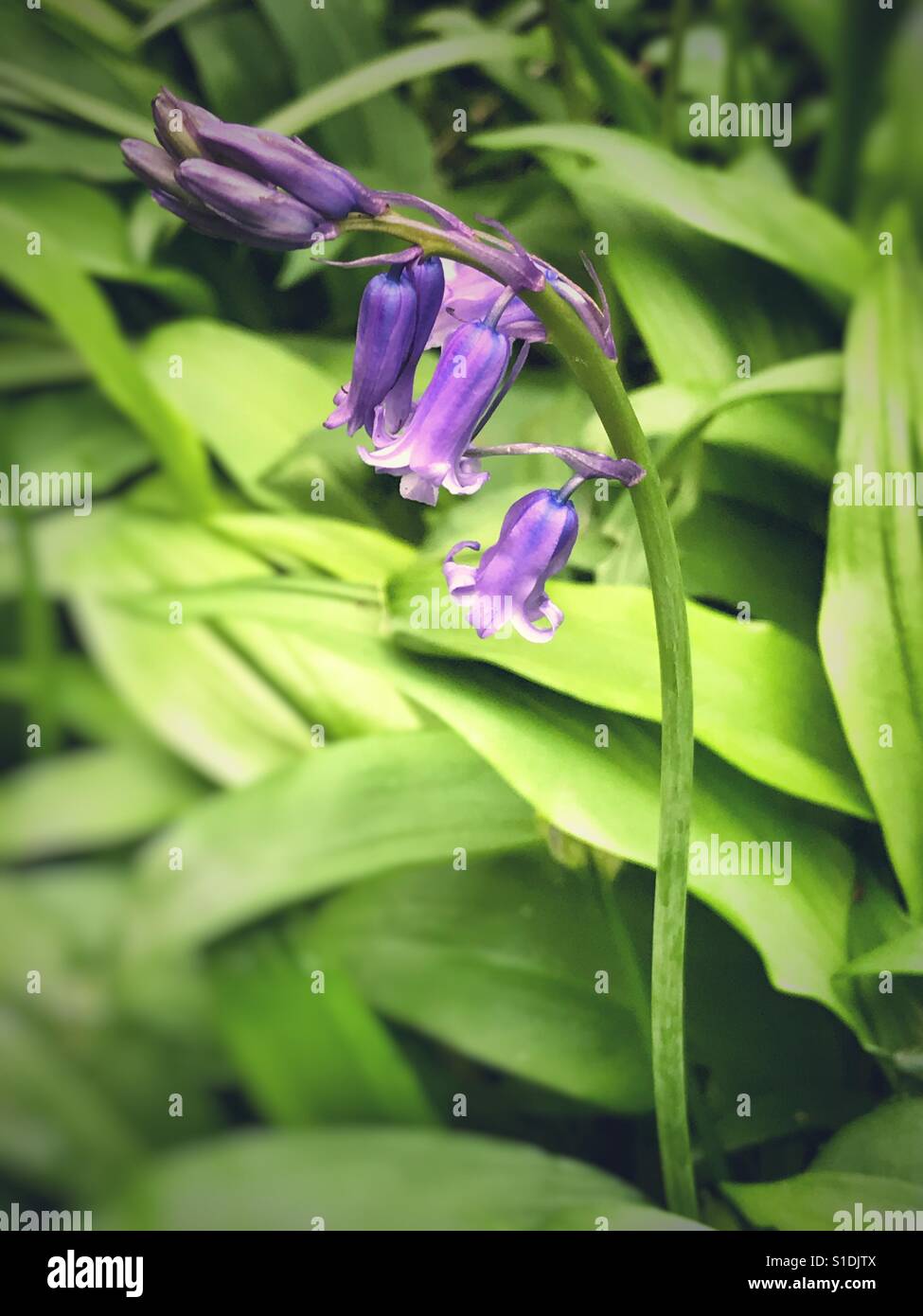 Eine Glockenblume Blüte vor einem grünen Hintergrund Stockfoto