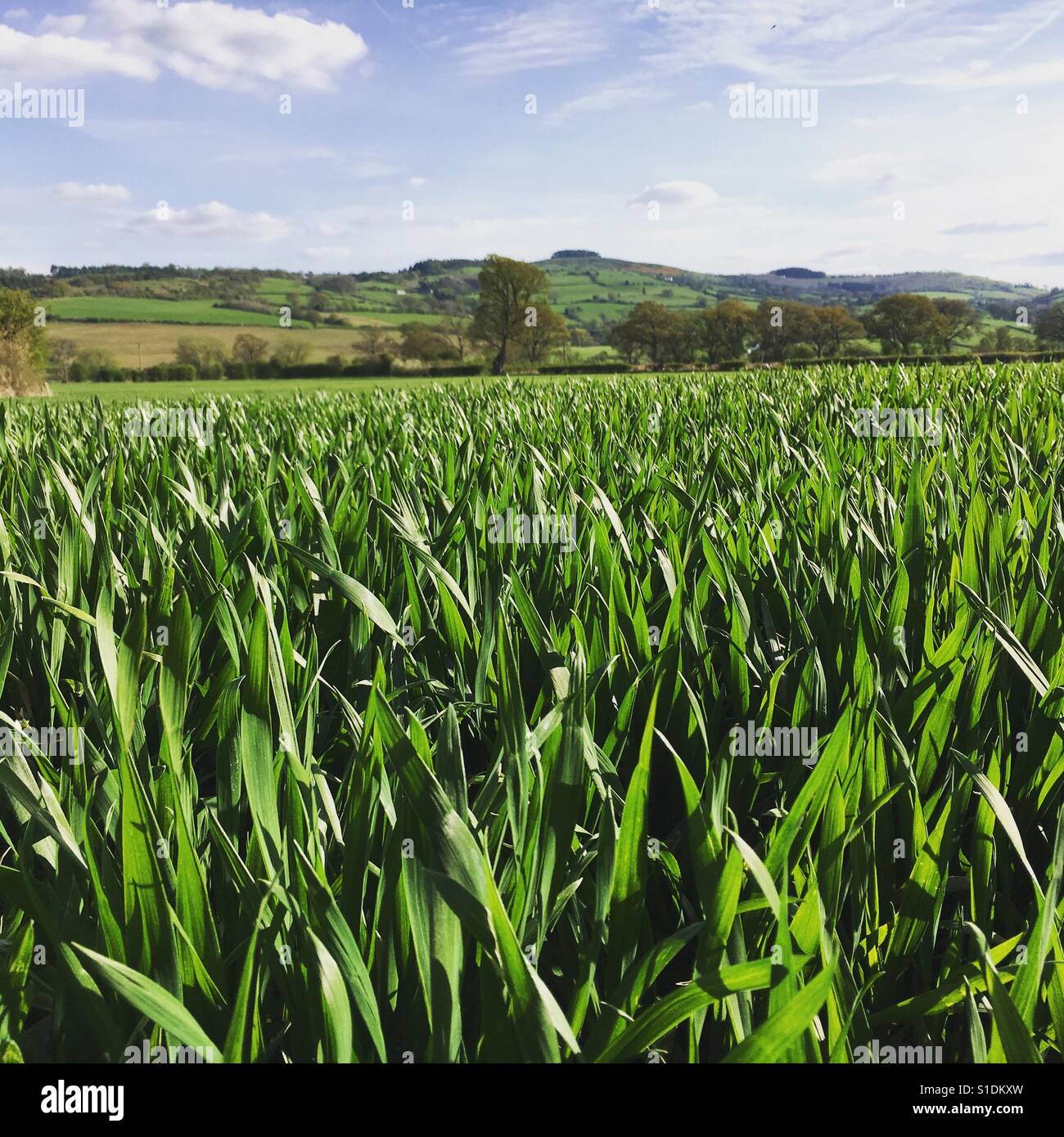 Weizenfeld - Smartphone-aufgenommenes Stockfoto