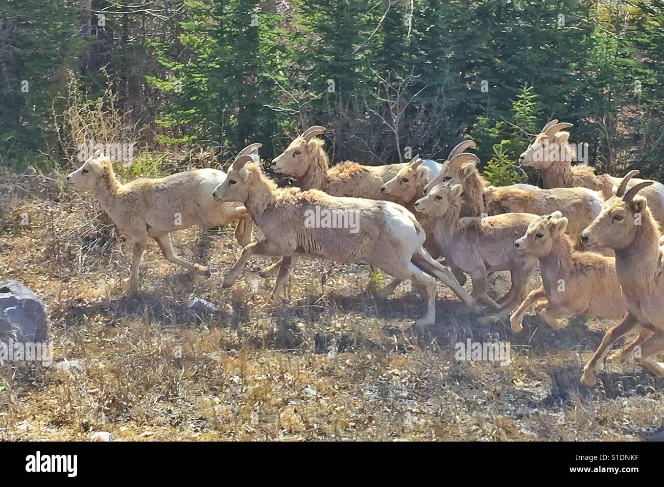 Schafherde Rocky Mountain im Banff National Park - Smartphone-aufgenommenes Stockfoto