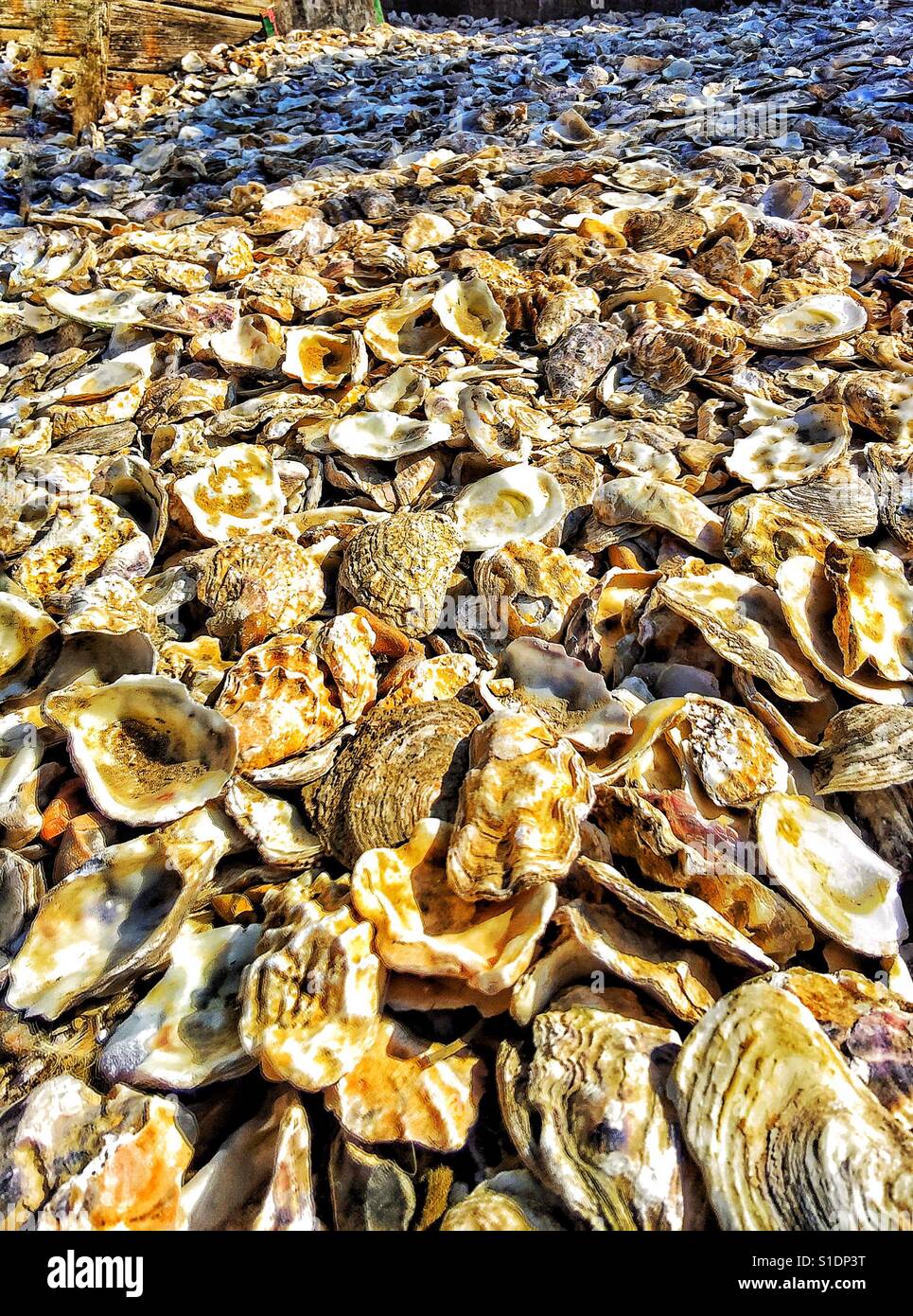 Austernschalen auf dem Kai in Whitstable, Kent. - Smartphone-aufgenommenes Stockfoto