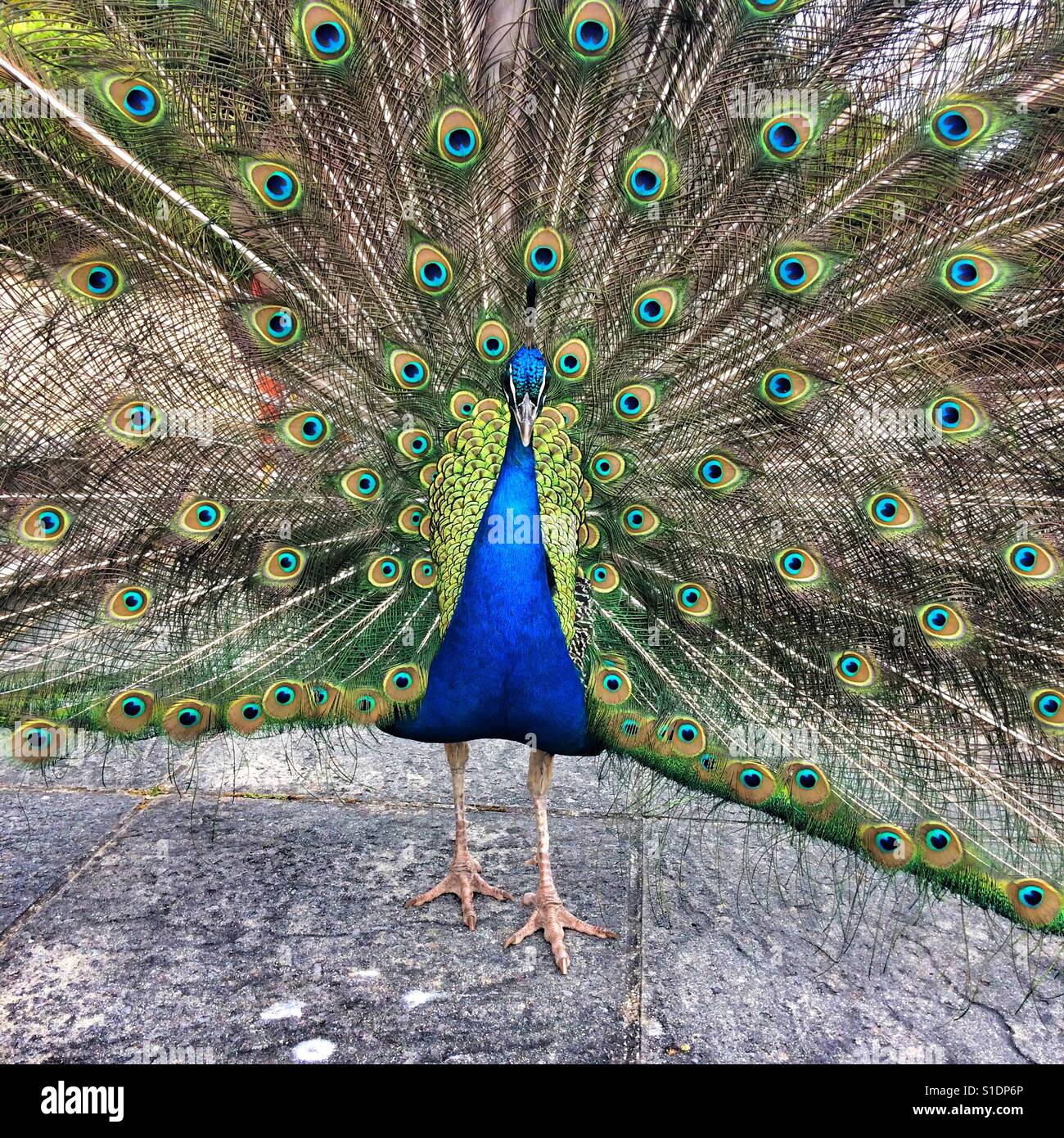 Indische Pfau - Smartphone-aufgenommenes Stockfoto