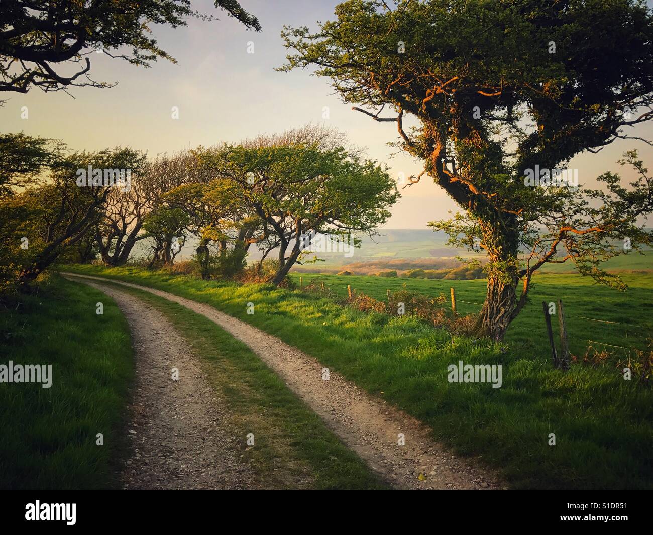 Feldweg in ländlichen Dorset Stockfoto
