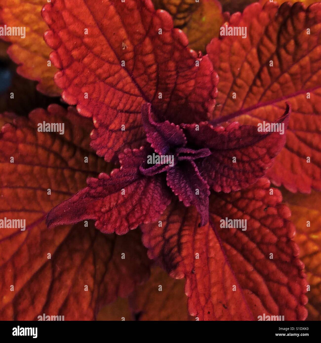 Lagerfeuer Coleus, glühende Rost gekräuselten Blätter, Burgund Zentren Stockfoto