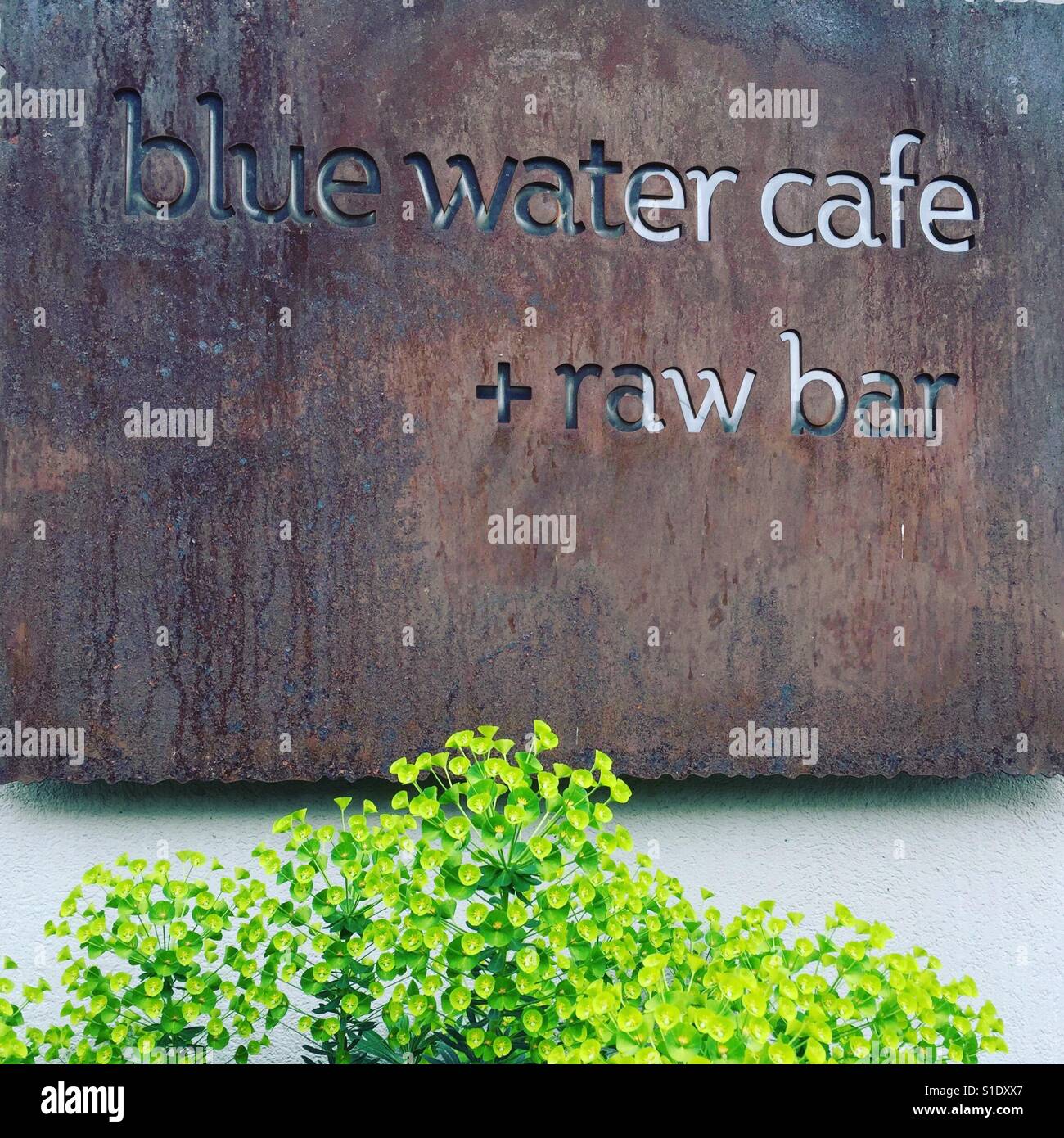 Blechschild mit dem Schreiben von Blau Wasser Café raw bar. Unten Grünpflanzen einige. Stockfoto