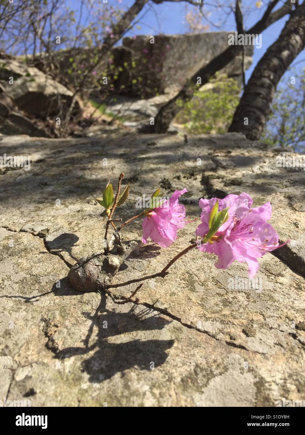 Rhododendron Mucronulatum, Azalee - Smartphone-aufgenommenes Stockfoto