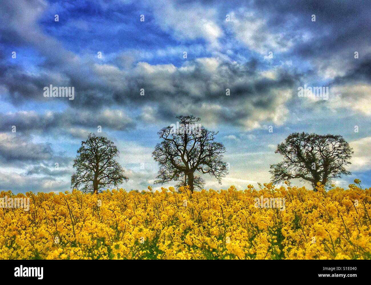 Drei Bäume in einem gelben Feld von Ölsaaten Blumen. Der dramatische Himmel bedeutet, dass Regen nicht weit entfernt ist. Es ist Frühling in England und die Pflanzen beginnen zu wachsen nach Winter. Foto Credit © COLIN HOSKINS - Smartphone-aufgenommenes Stockfoto