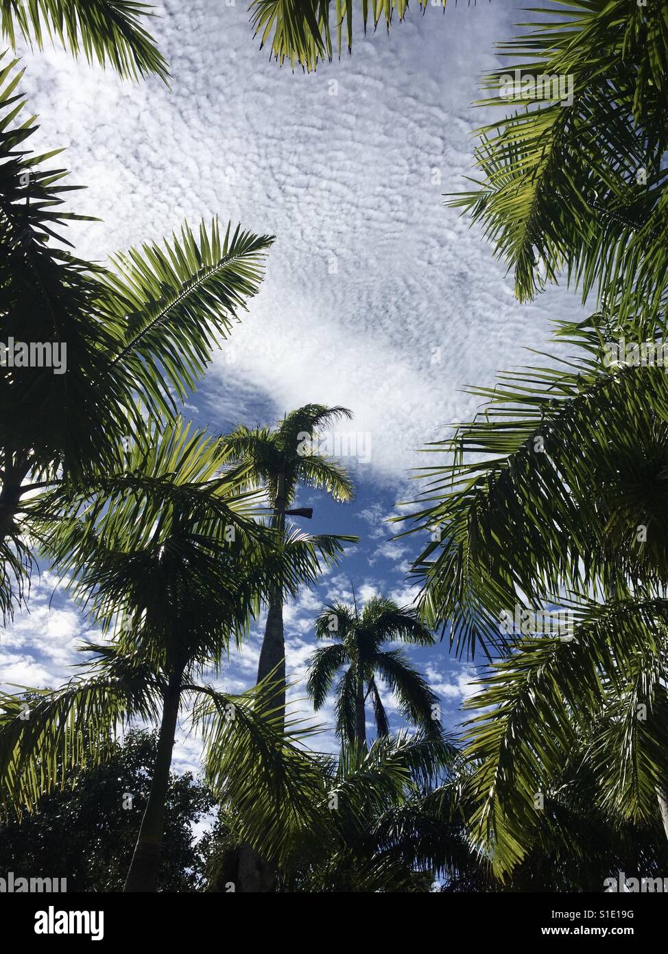 Royal Palmen in Naples, Florida Stockfoto