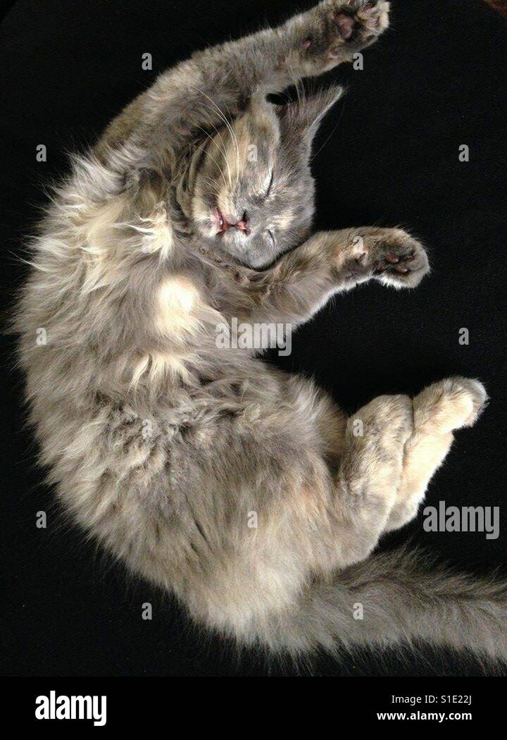 Flauschige Kätzchen Stockfoto