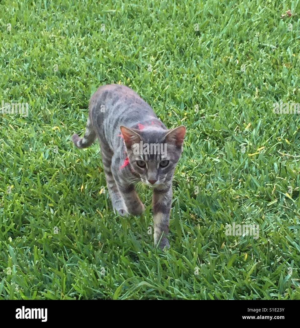 In Erinnerung an unsere Katze Stockfoto