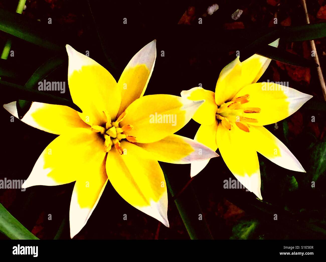 Dramatic, Tulipa Tarda, späte Tulpe, leuchtend gelben Stern im Inneren ein leuchtend weißer Stern Stockfoto