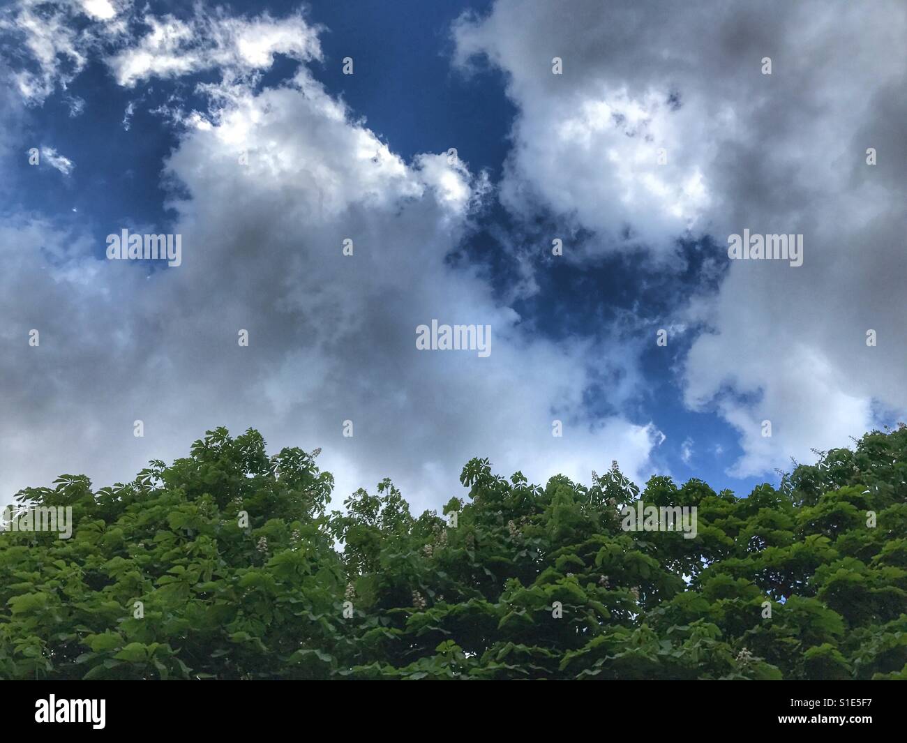 Grüne Bäume gegen blauen Himmel und weiße Wolken Stockfoto