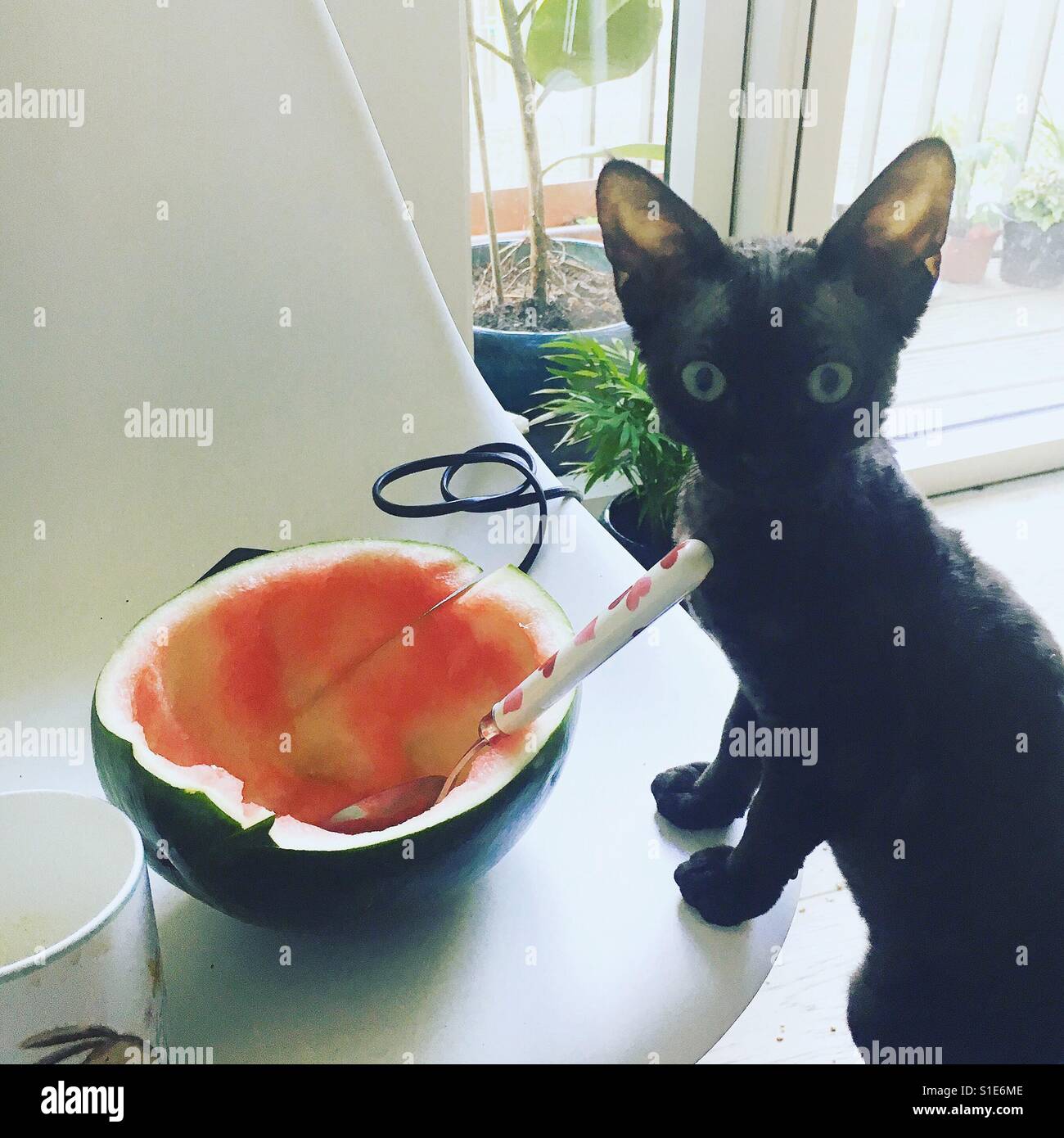 Devon Rex Kätzchen stehlen Wassermelone Stockfoto