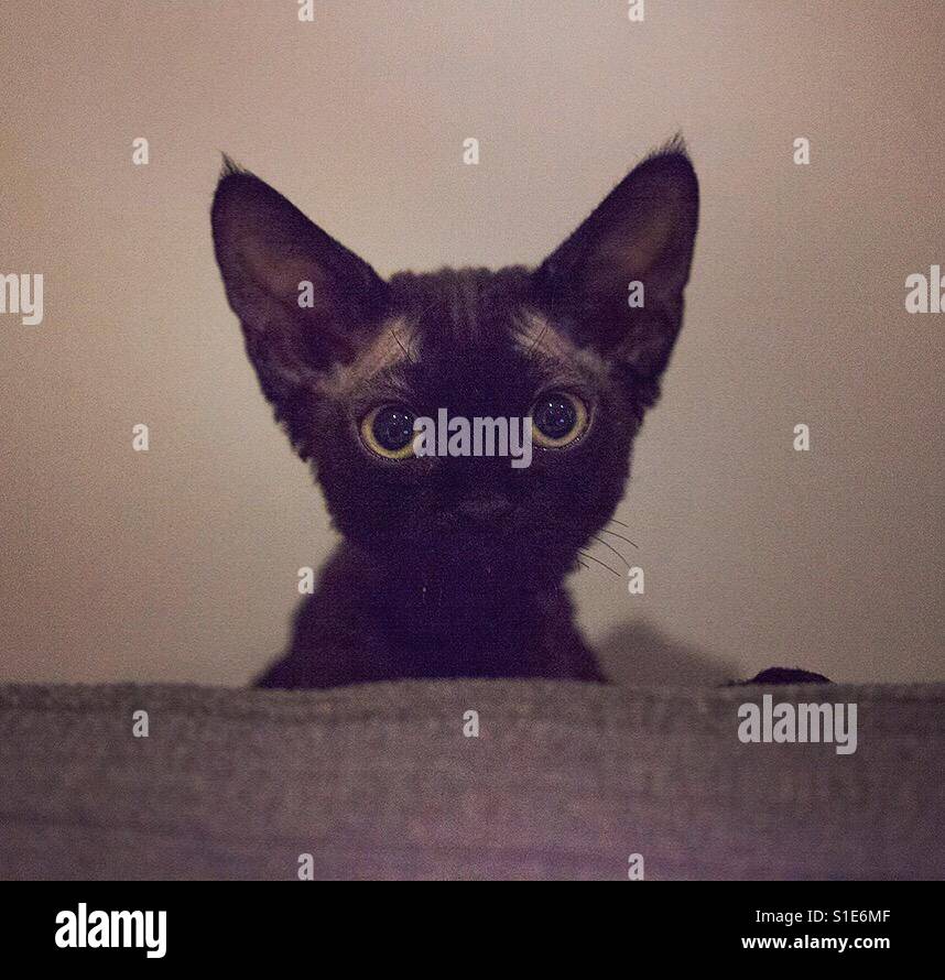 Süße schwarze Katze mit großen Ohren Stockfoto