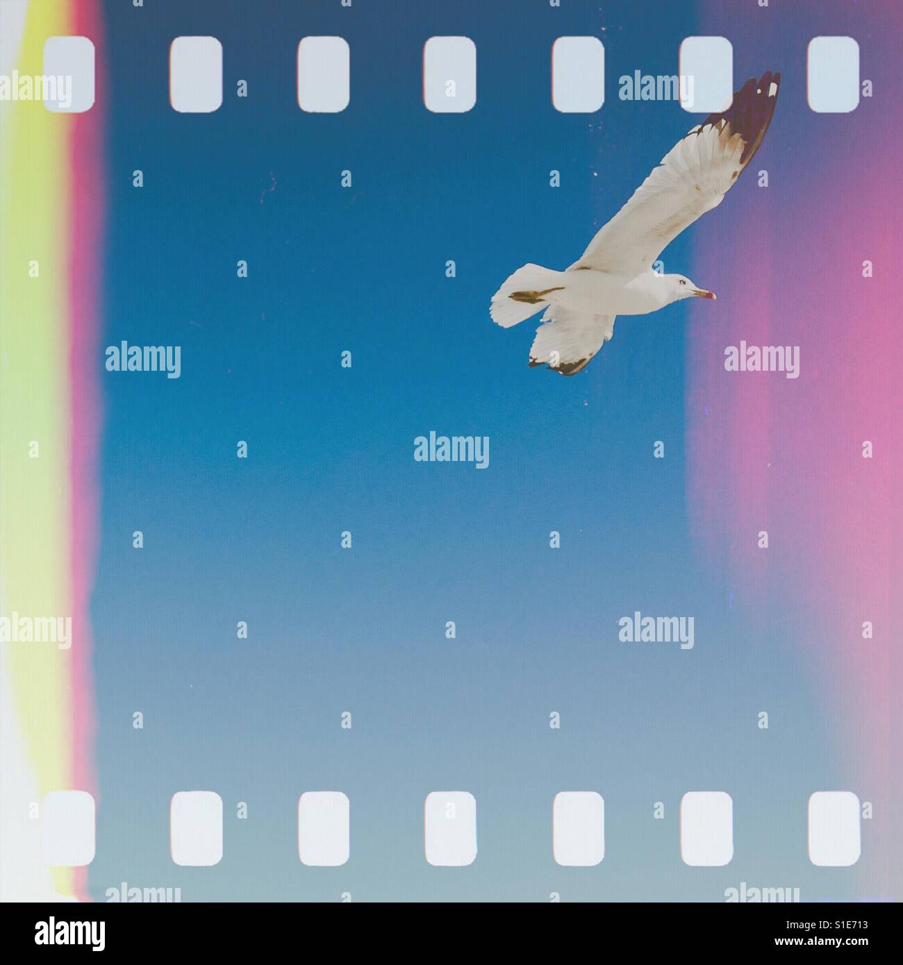 Möwen fliegen mit blauen Himmel im Hintergrund. Quadratische Ernte. Alte Film Effekt bearbeiten. Stockfoto