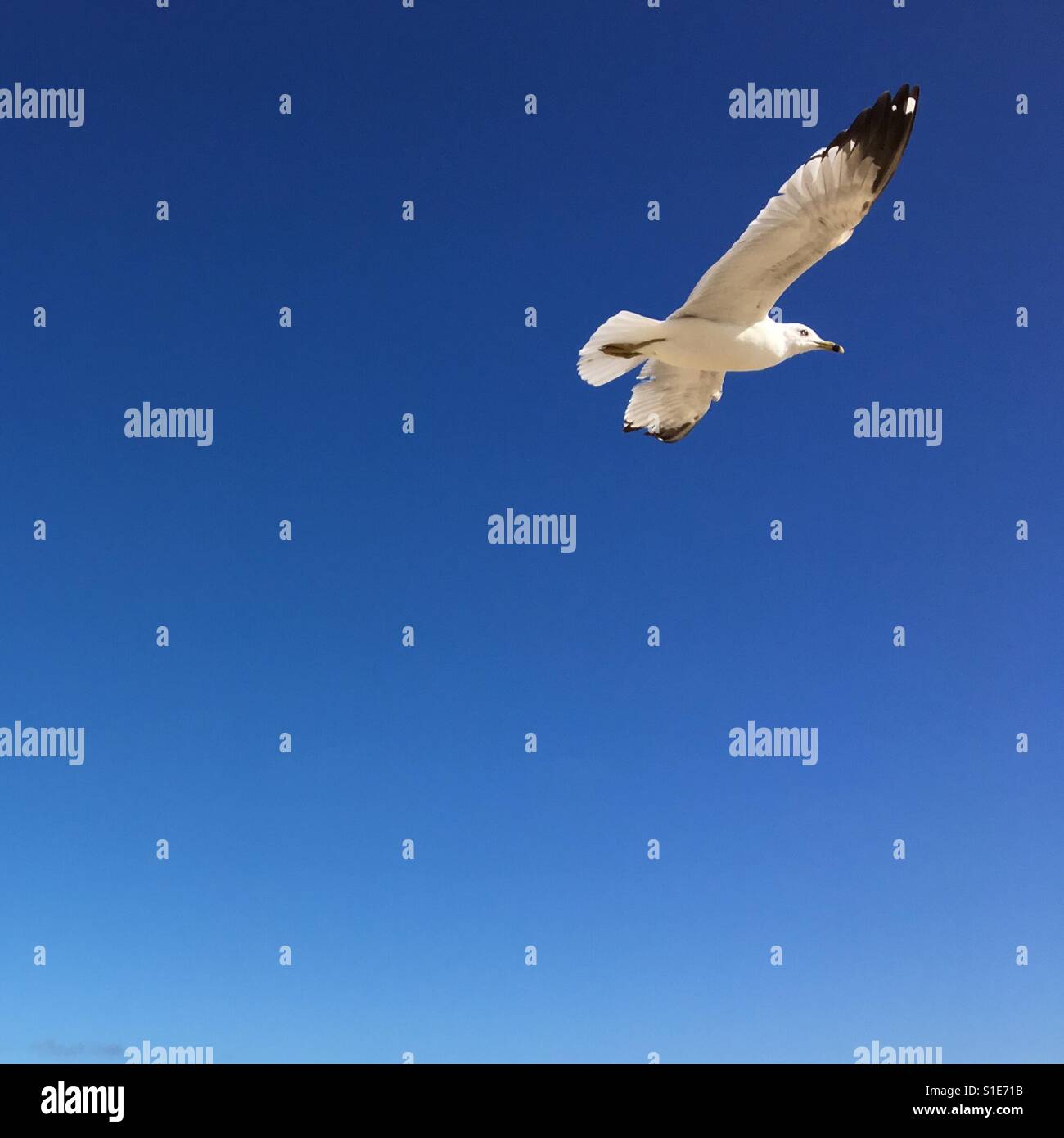 Möwe im Flug über blauen Himmel an einem sonnigen Tag. Quadratische Ernte. Platz für Kopie. - Smartphone-aufgenommenes Stockfoto