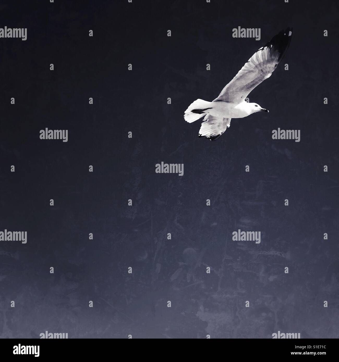 Möwe im Flug. Monochrome bearbeiten. Quadratische Ernte. Platz für Kopie. Stockfoto