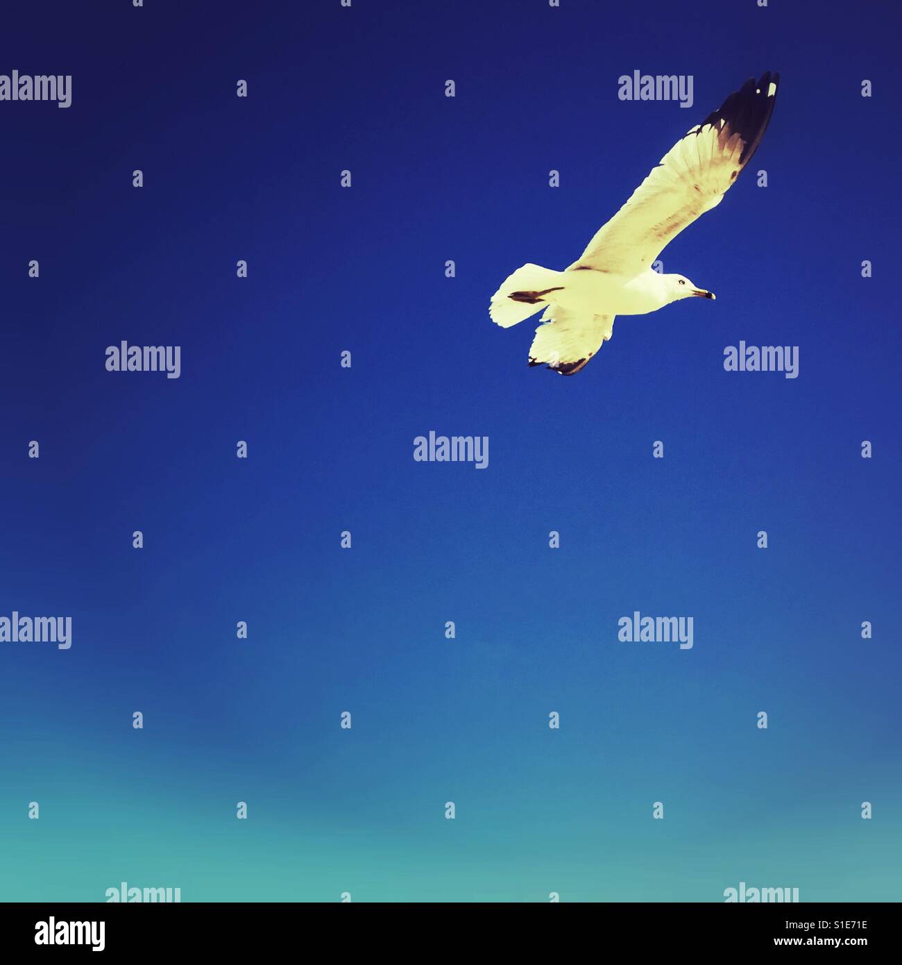 Möwe Vogel im Flug. Platz für Kopie. Quadratische Ernte. - Smartphone-aufgenommenes Stockfoto