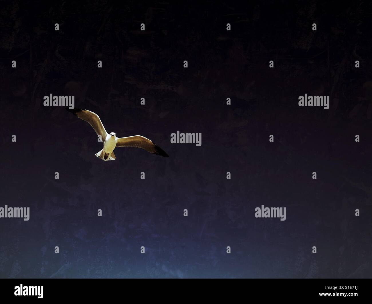 Vogel im Flug an einem sonnigen Tag vor einem dunklen Hintergrund. Platz für Kopie. Düstere Stimmung. Stockfoto