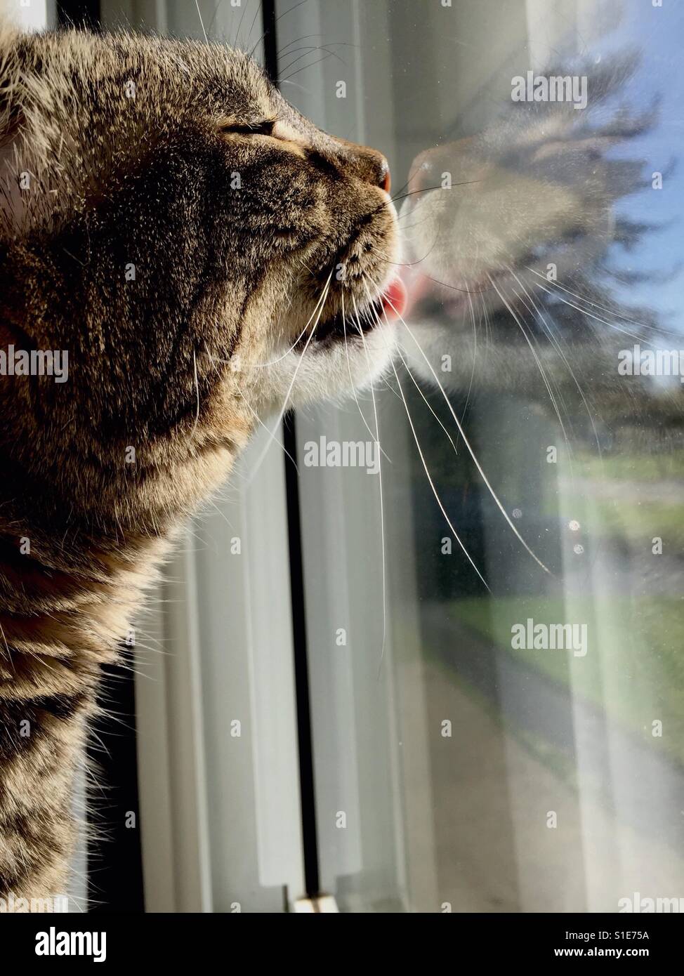 Narzissmus - Smartphone-aufgenommenes Stockfoto