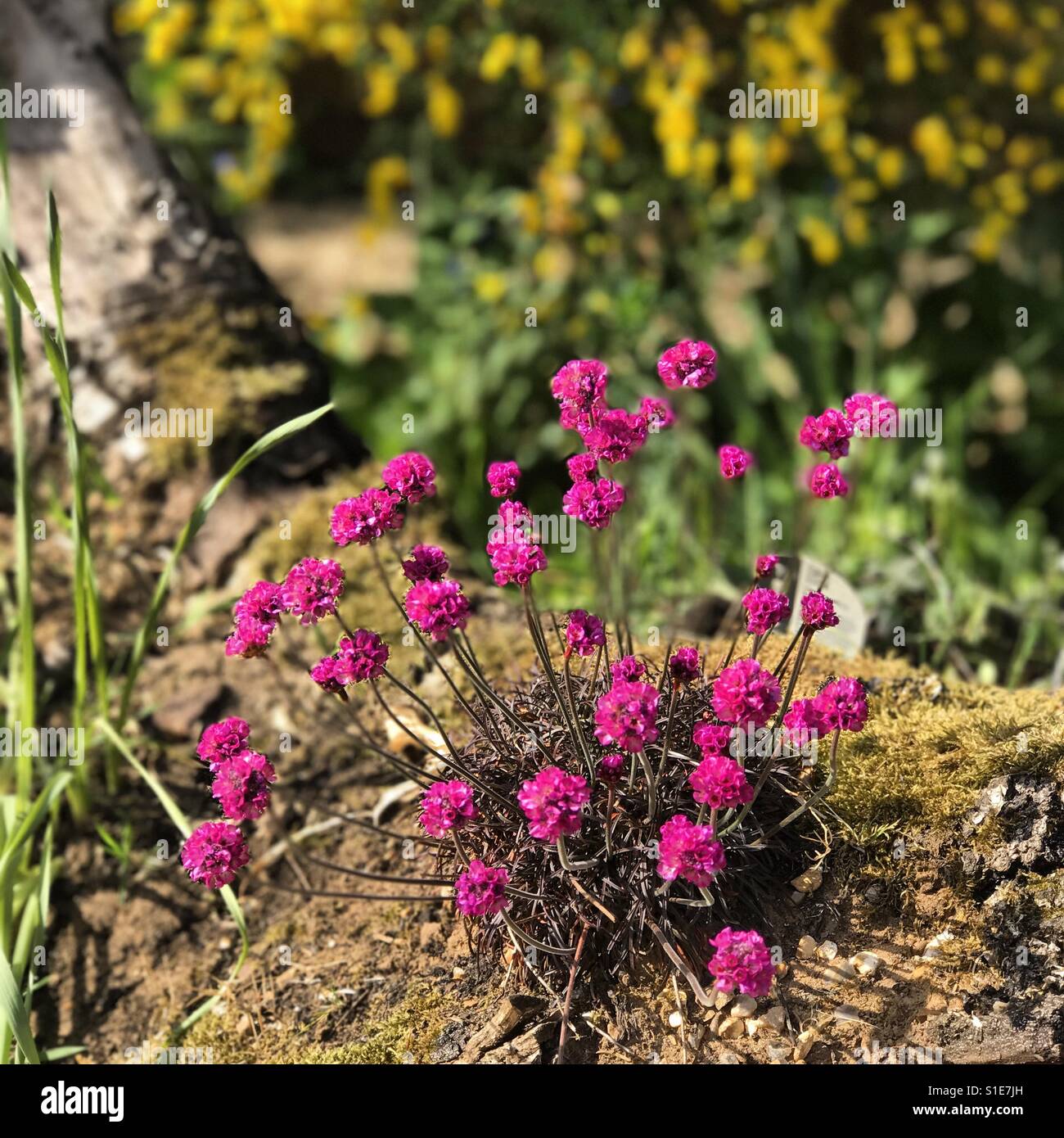 Alpine Steingarten Blumen wachsen in einem Garten in Godalming, Surrey. - Smartphone-aufgenommenes Stockfoto