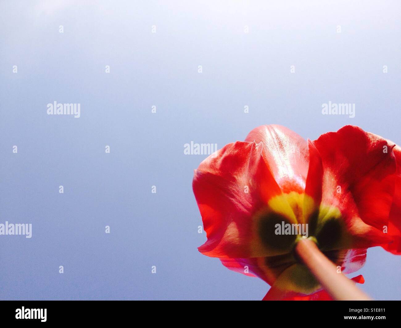 Blick nach oben auf eine Tulpe Blume mit einem blauen Himmelshintergrund und Platz für Textfreiraum - Smartphone-aufgenommenes Stockfoto