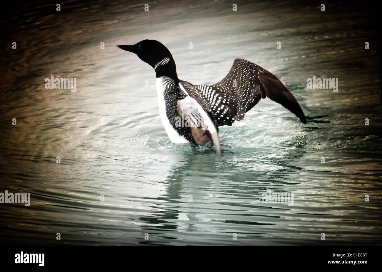 Gemeinsamen loon - Smartphone-aufgenommenes Stockfoto